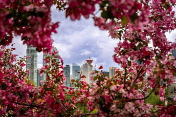A flowering tree in spring and the downtown area of Calgary