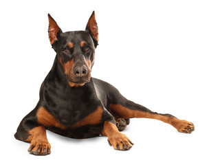 Adorable big Dobermann dog on white background