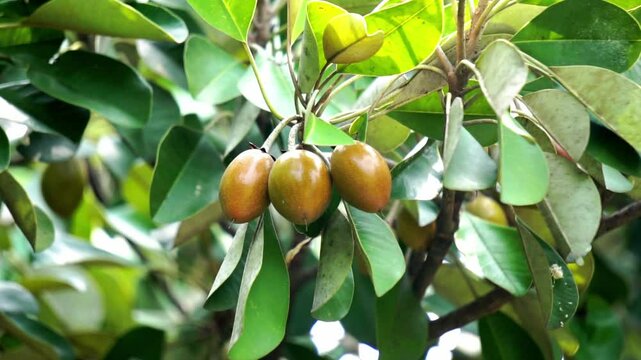 Sawo kecik (Manilkara kauki, Sawo jawa, caqui, wongi, adao, Adams fruit). It is planted as an ornamental plant and the fruit is reported to be very tasty