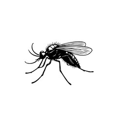 Detailed monochrome illustration of a mosquito, capturing its delicate anatomy
