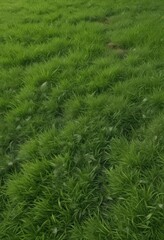 Patch of vivid green grass, cleanly cut, studio shot ,  background,  organic