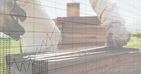 Beekeeper placing hive tool under cover seam and prying open hive while financial graphs rising - Powered by Adobe