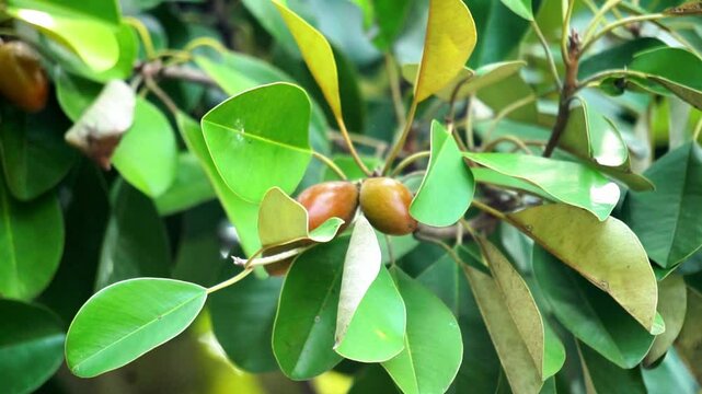 Sawo kecik (Manilkara kauki, Sawo jawa, caqui, wongi, adao, Adams fruit). It is planted as an ornamental plant and the fruit is reported to be very tasty