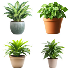 Fototapeta premium Potted plants isolated on black background