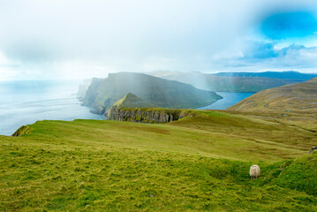 Sheep Pasture in Eggjarnar Sea Cliffs - Faroe Islands