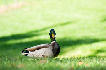 duck on the grass