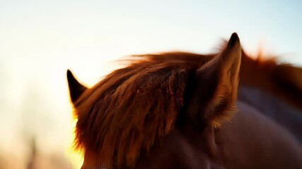 Closeup horse eye detailed - Powered by Adobe