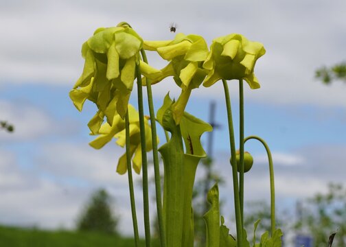 A cluster of Yellow pitcher plants displays their delicate, drooping blossoms against the light blue sky.