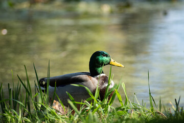 duck on a pond