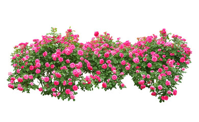 バラ　品種ウララ　5月撮影