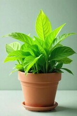Vibrant green leaves sprout from a charming flower pot, creating a lush and refreshing scene perfect for spring or summer themes Ideal for blogs, websites, or home decor projects , healthy, ecology