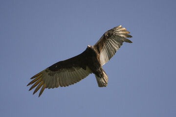 Turkey vulture investigating the woods