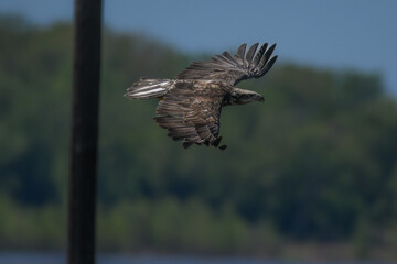 Juvenile bald eagle soaring over lake