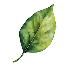 Green leaf watercolor on transparent background