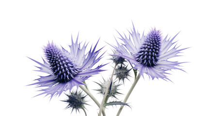 Purple Sea Holly Flower Blooming &mdash; Elegant Bloom on Transparent Background

