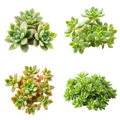 Fototapeta premium Succulent plant variety display on black background