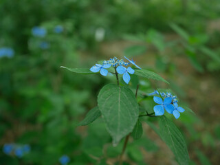 紫陽花