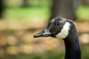 portrait of goose