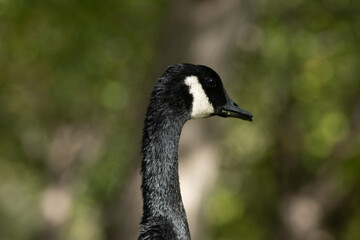 canada goose portrait