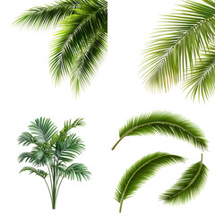 Naklejka premium Tropical plant leaves collection for design