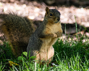 squirrel in the park