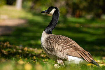 canada goose in the park
