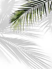 Realistic shadow overlay effect. Natural palm leaf shadows isolated on transparent background. Tropical coconut branch shade, foliage silhouette decoration. Design element for summer spring projects