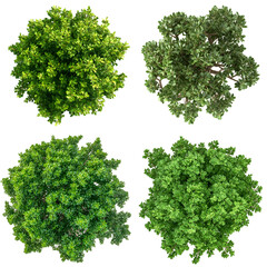 Obraz premium Collection of green leaves on black background