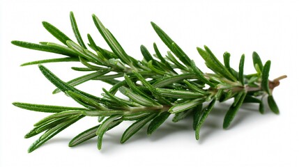 Fototapeta premium Fresh Rosemary Sprigs Isolated on White Background for Culinary Designs