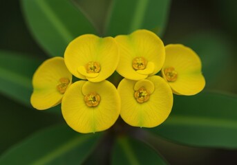 Fototapeta premium Close up of yellow euphorbia milii flowers with green leaves