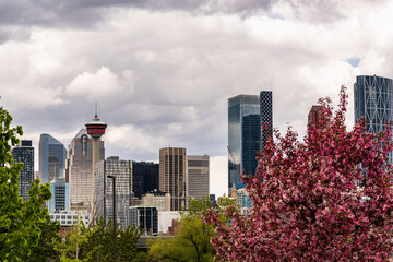 Spring and flowers in downtown Calgary