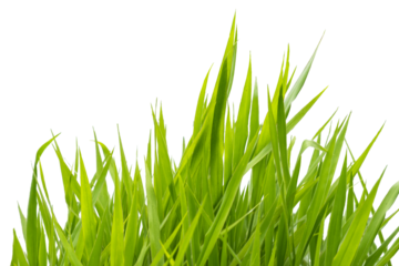 Grass isolated on transparent background, PNG file