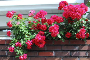 red rose in a garden