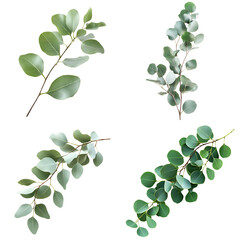 Obraz premium Eucalyptus sprigs on black background