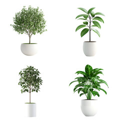 Four potted plants against dark background