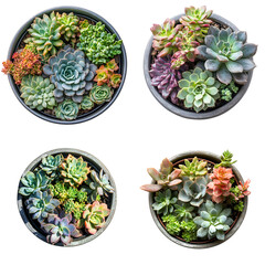 Four succulent plants in pots overhead view