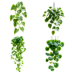 Hanging plants against black background