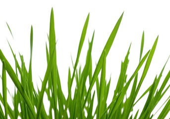 Obraz premium Fresh green grass isolated on white background