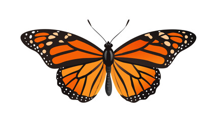 butterfly isolated 