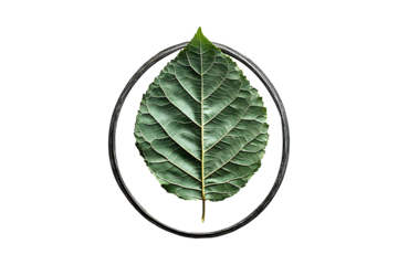 Mirror Enveloped in Handmade Chinar Leaf isolated on transparent background
