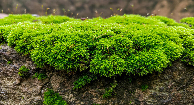 Macro image of vibrant green moss growing on a rock in a natural outdoor environment