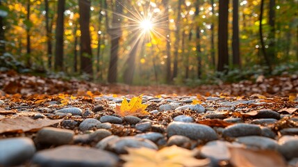 Forest Path with Sunlight and Autumn Leaves