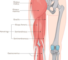 下肢の筋肉のイラスト  muscles of the lower limbs  Illustration