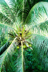 Naklejka premium Thick palm leaves create a lush foreground, surrounded by vibrant jungle foliage in Thailand.
