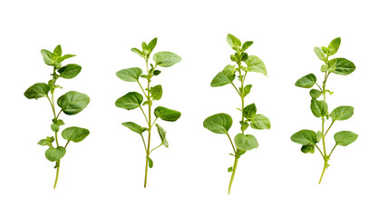 Fresh green herb leaves isolated on white background.
