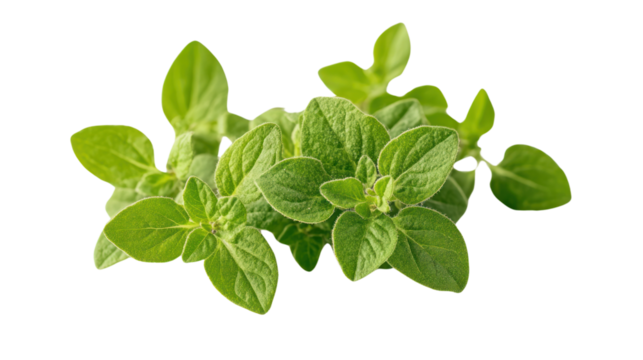 Fresh oregano leaves with bright green color on a white isolated background.