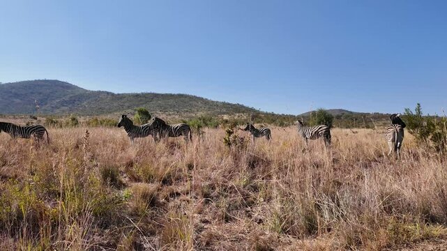 Wild Zebras In Pilanesberg National Park North West South Africa. Stunning Safari Landscape Of Wild African Animals. Deserted Outdoor Farming Peaceful. Farming. Pilanesberg National Park North West.