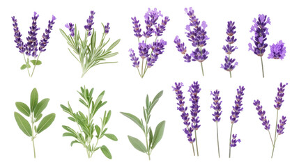 Naklejka premium Various lavender flowers and leaves on a white isolated background.
