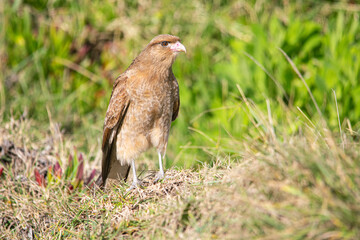 Chimango caraca , chimango , falcon , hawk , bird , feather , beak , nature , wildlife , green color , grass ,