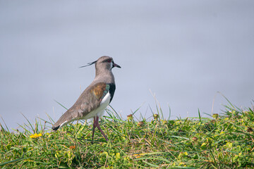 Southern lapwing on green grass